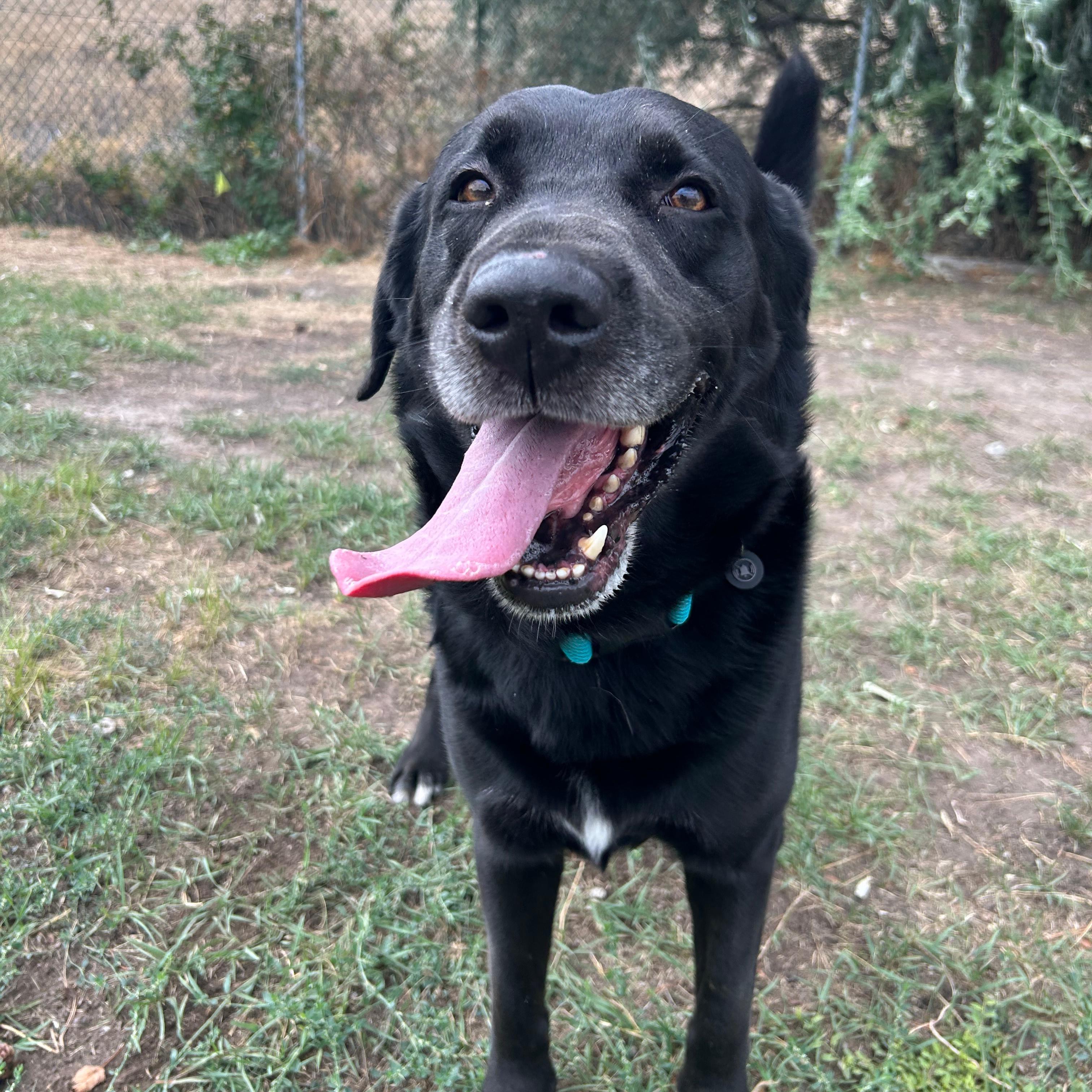 Enlarge Grizz, a Adoptable mixed breed in Lindon, UT image 3/5
