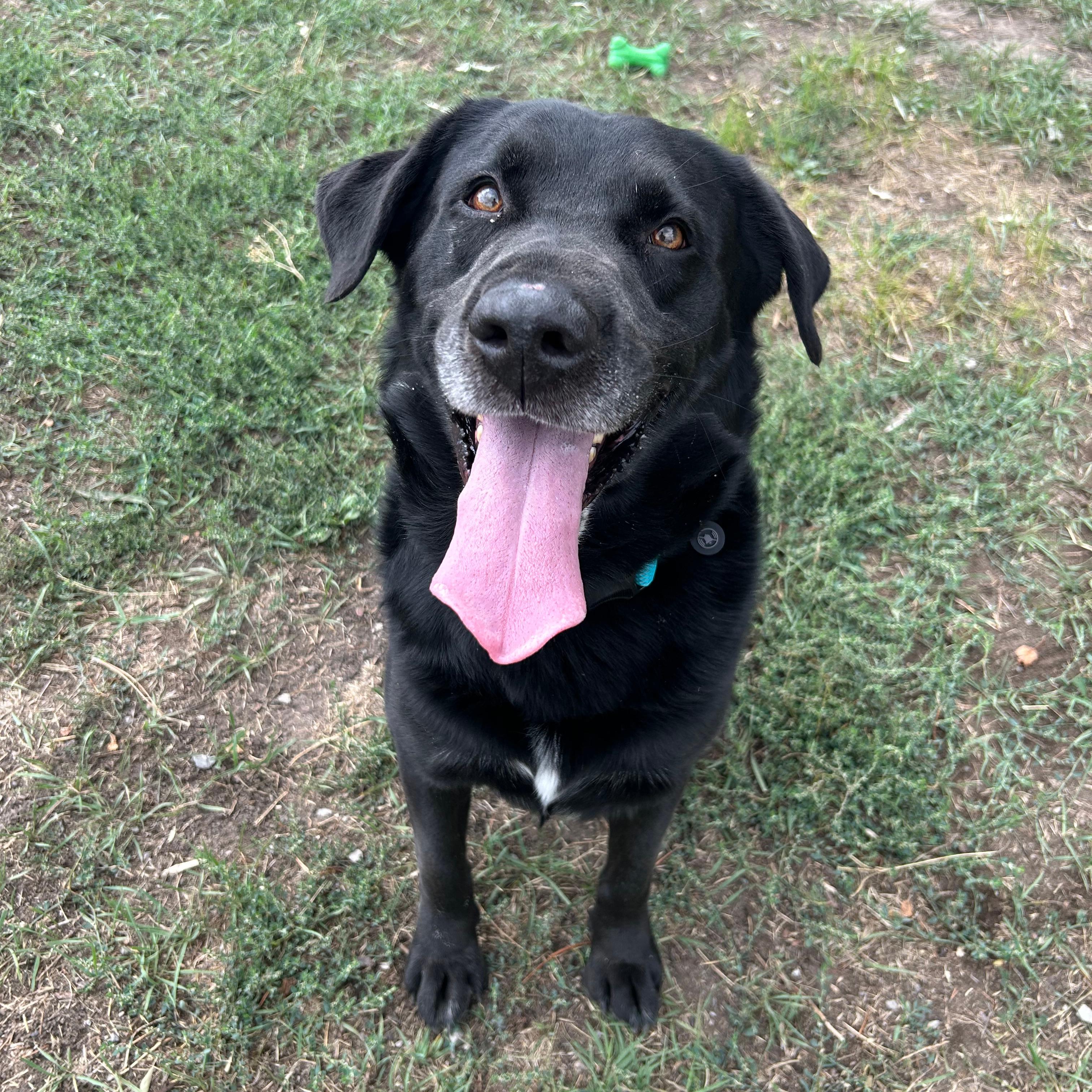 Grizz, Adoptable, Adult Male Black Labrador Retriever.