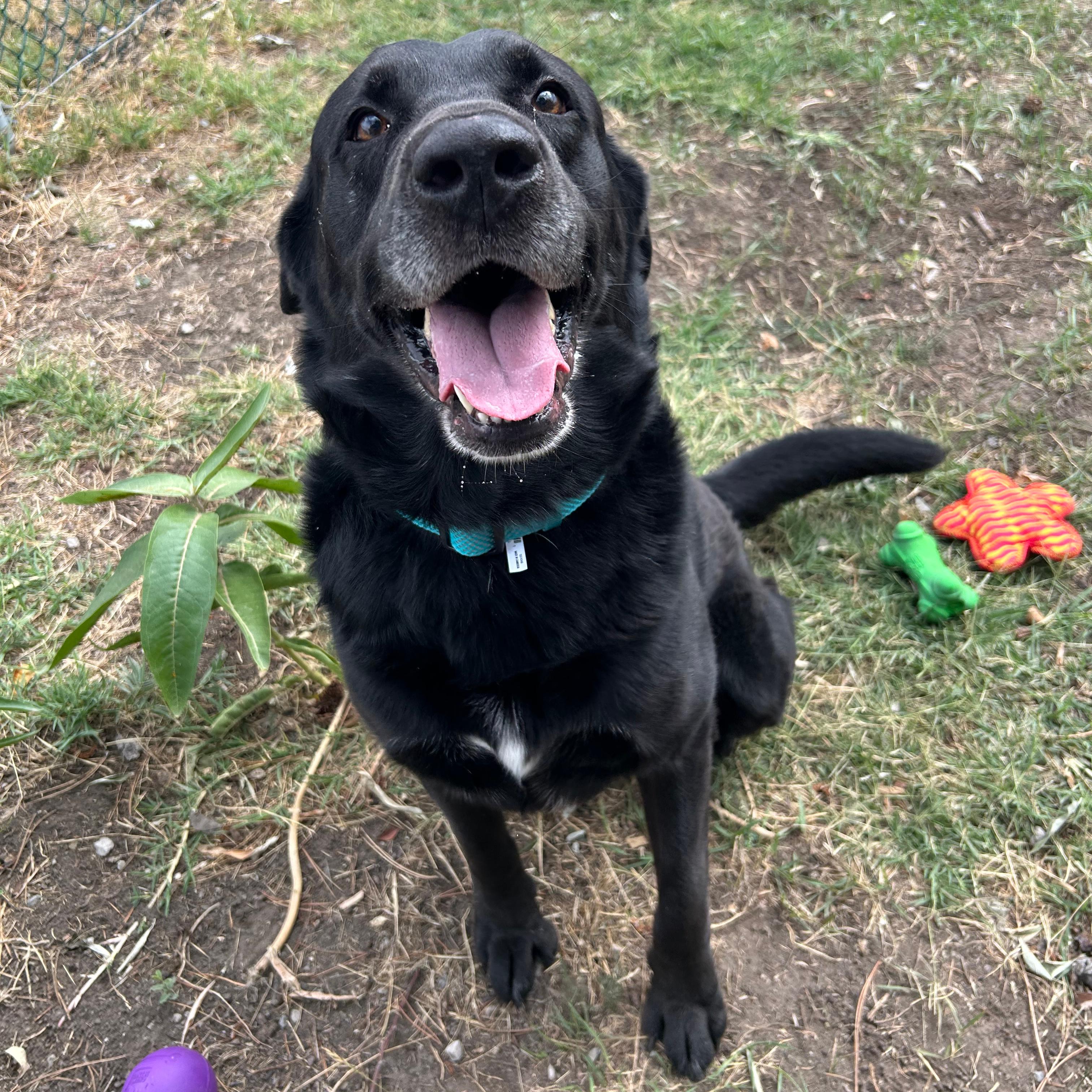 Enlarge Grizz, a Adoptable mixed breed in Lindon, UT image 2/5