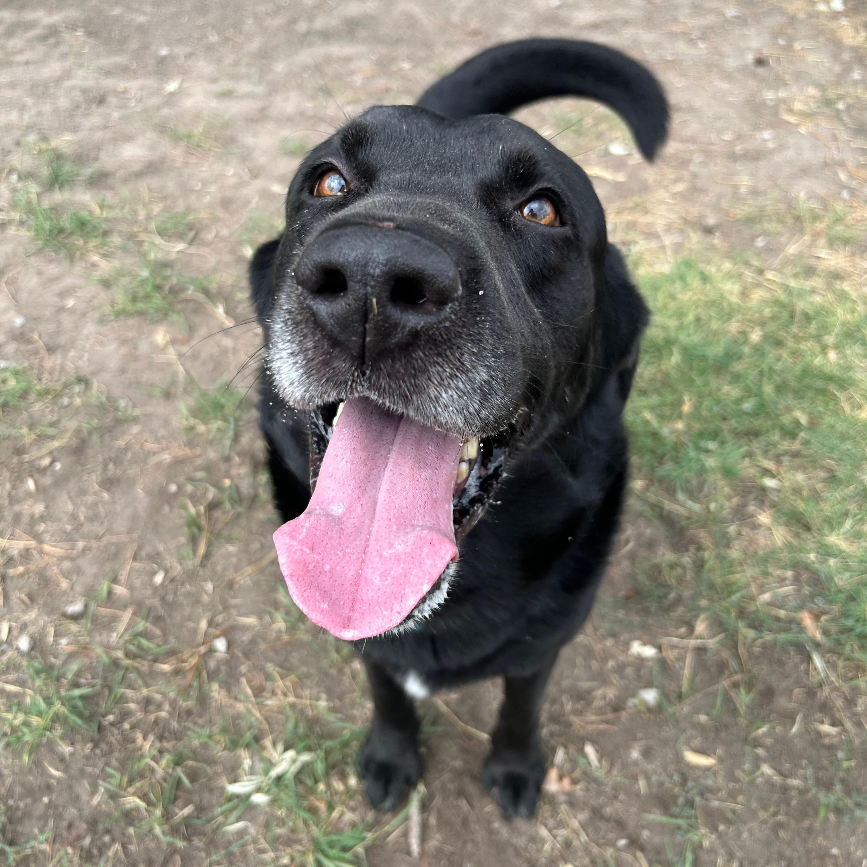 Enlarge Grizz, a Adoptable mixed breed in Lindon, UT image 5/5