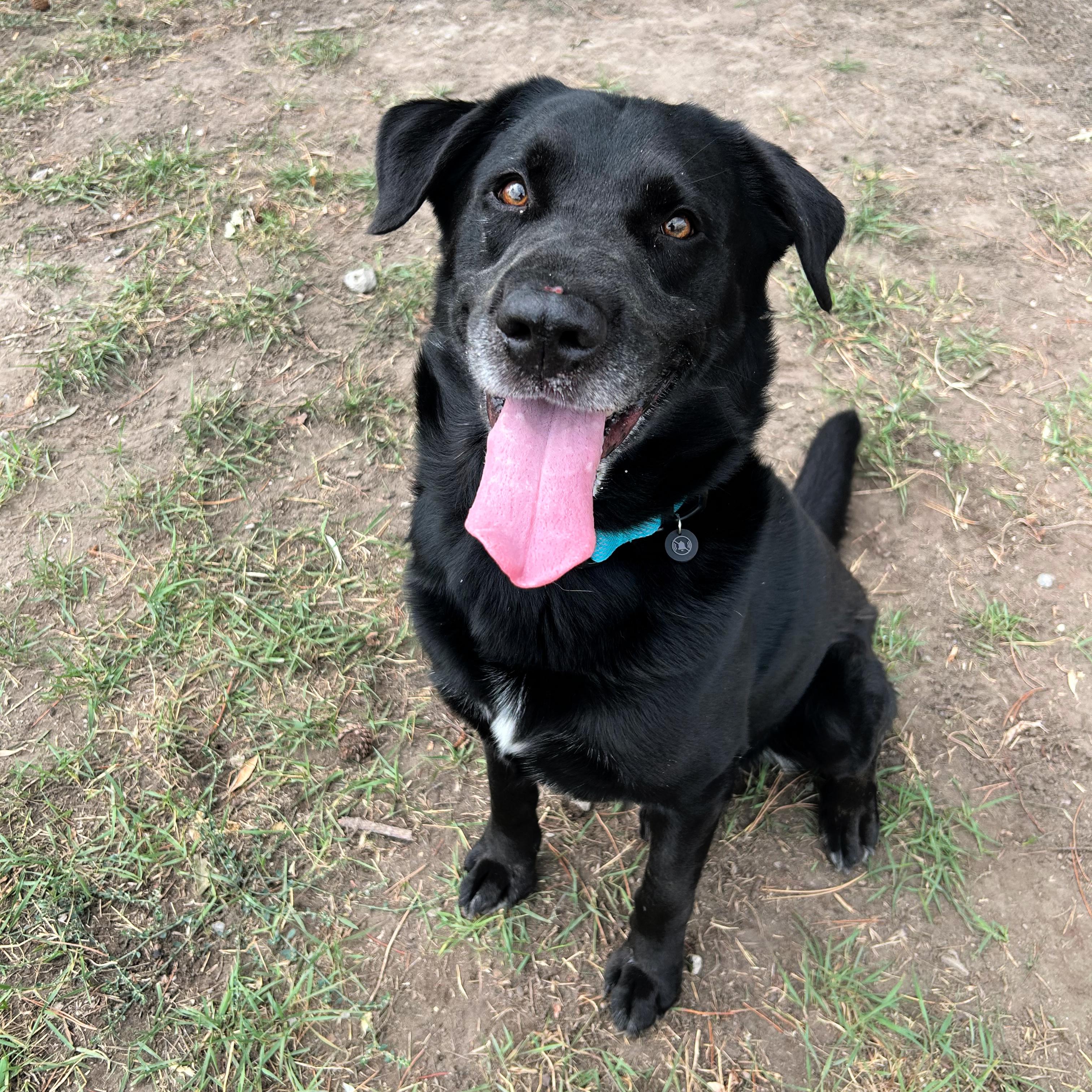 Enlarge Grizz, a Adoptable mixed breed in Lindon, UT image 4/5