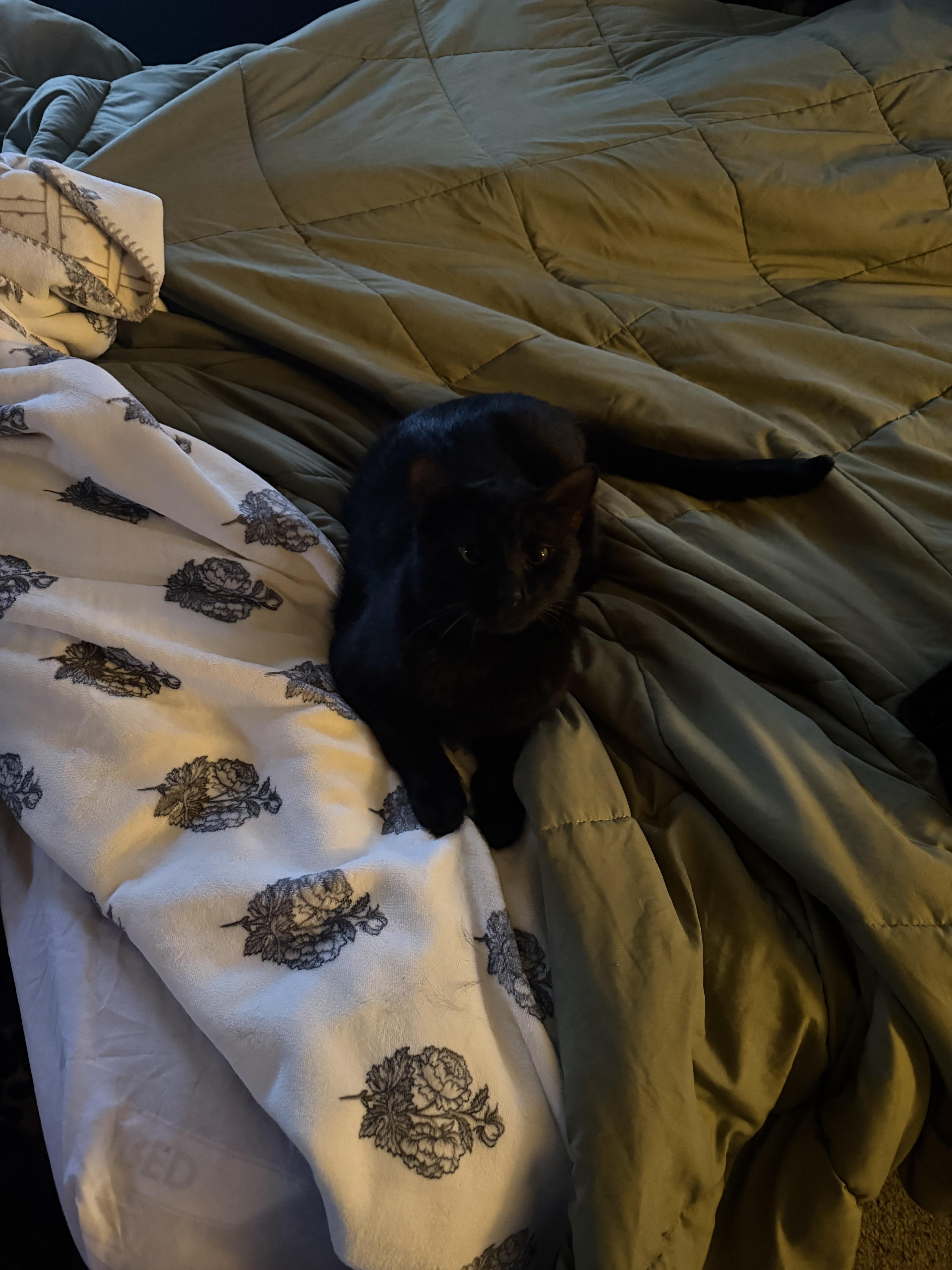 Enlarge Googly, a ADOPTABLE Domestic Short Hair in Verona, PA image 1/3