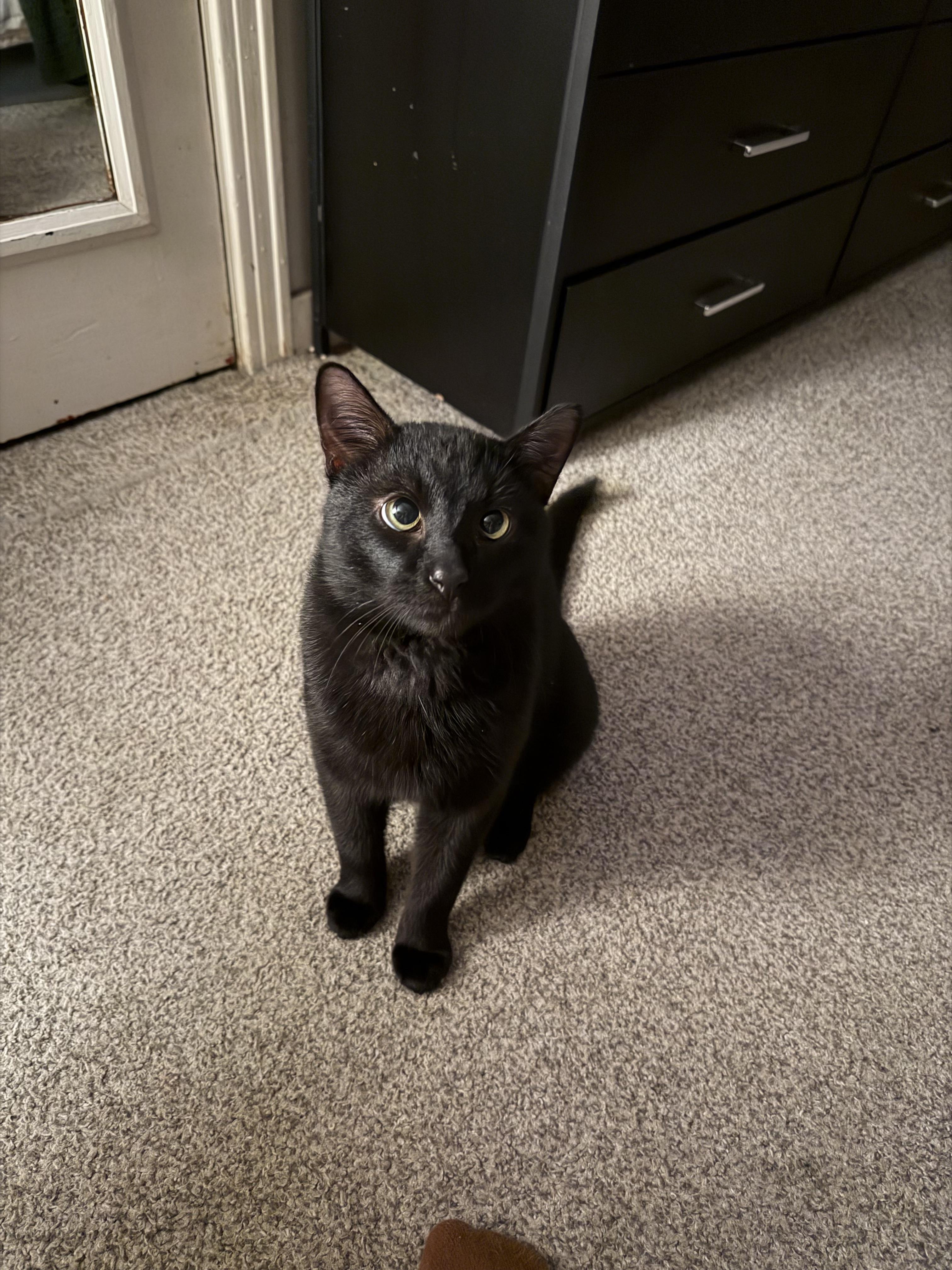 Enlarge Googly, a ADOPTABLE Domestic Short Hair in Verona, PA image 3/3