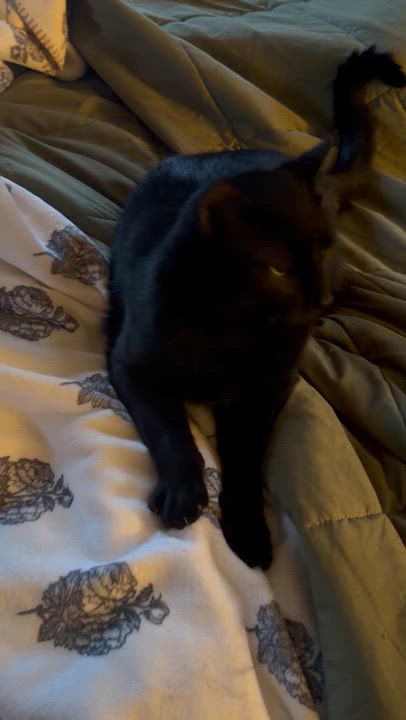 Enlarge Googly, a ADOPTABLE Domestic Short Hair in Verona, PA video 2/3