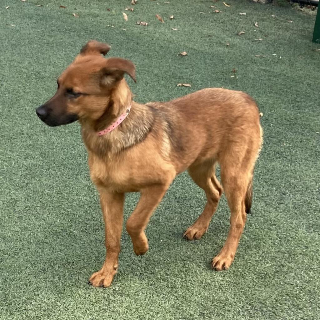 Lee Lee, Adoptable, Adult Female Belgian Shepherd / Malinois & Rottweiler.