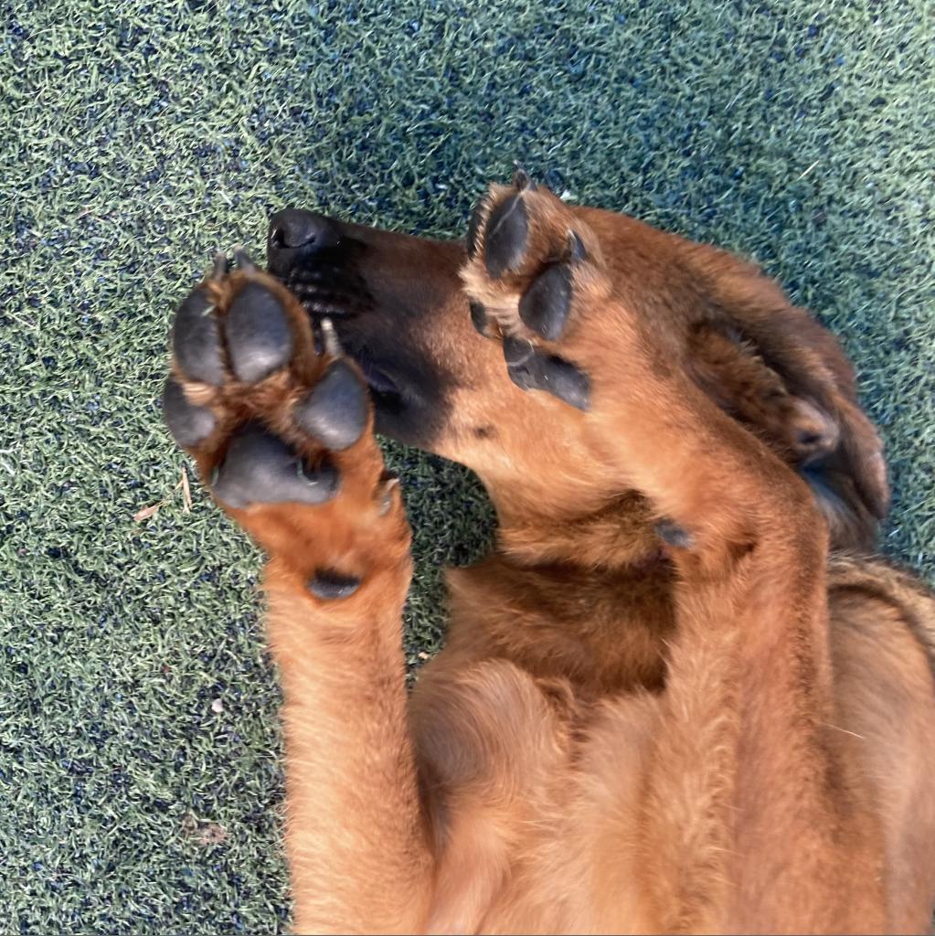 Enlarge Lee Lee, a Adoptable mixed breed in Bartlett, TN image 3/6