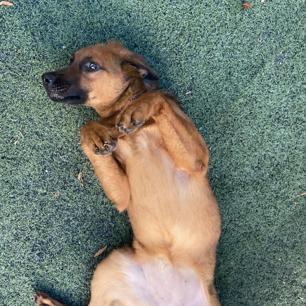 Enlarge Lee Lee, a Adoptable mixed breed in Bartlett, TN image 5/6