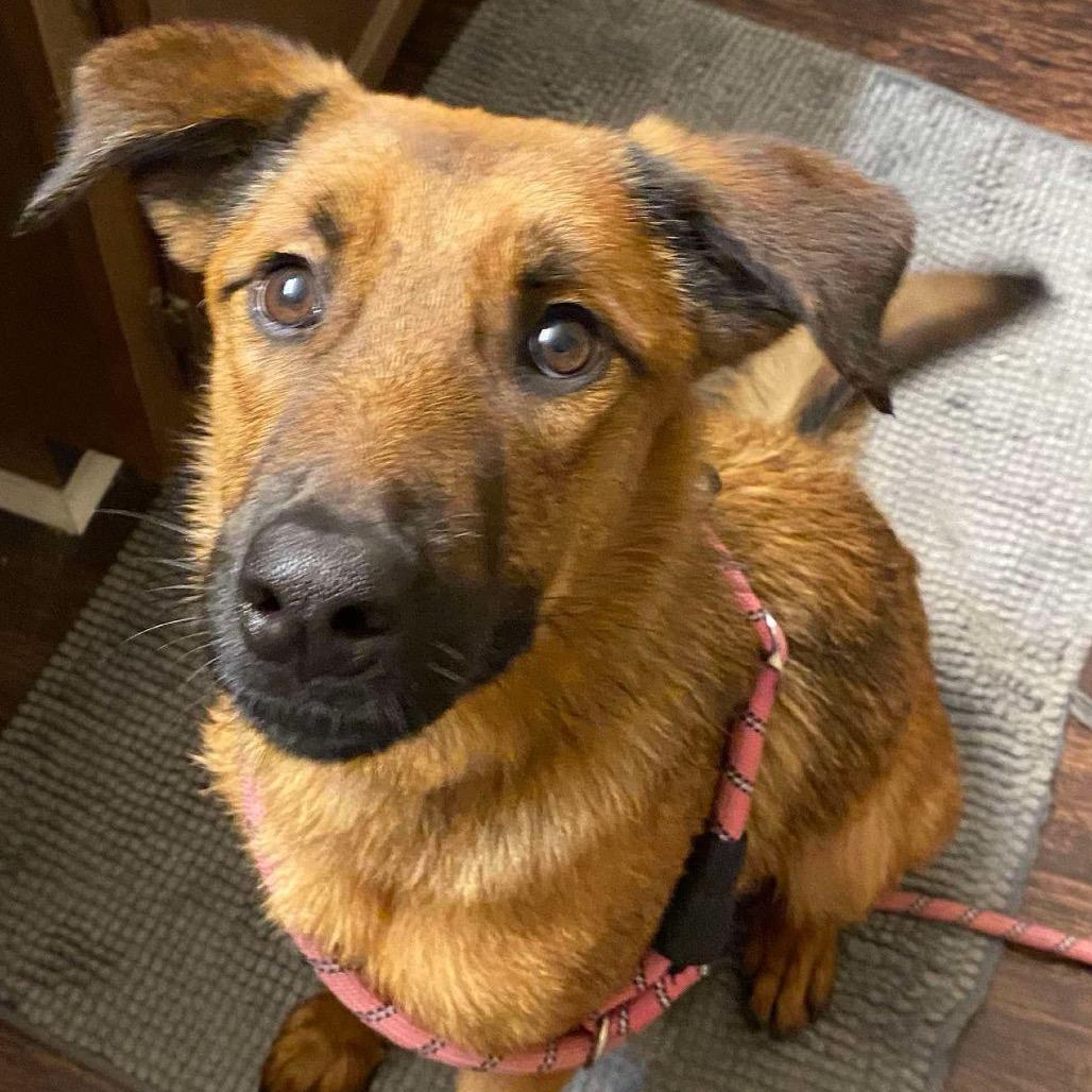 Enlarge Lee Lee, a Adoptable mixed breed in Bartlett, TN image 6/6