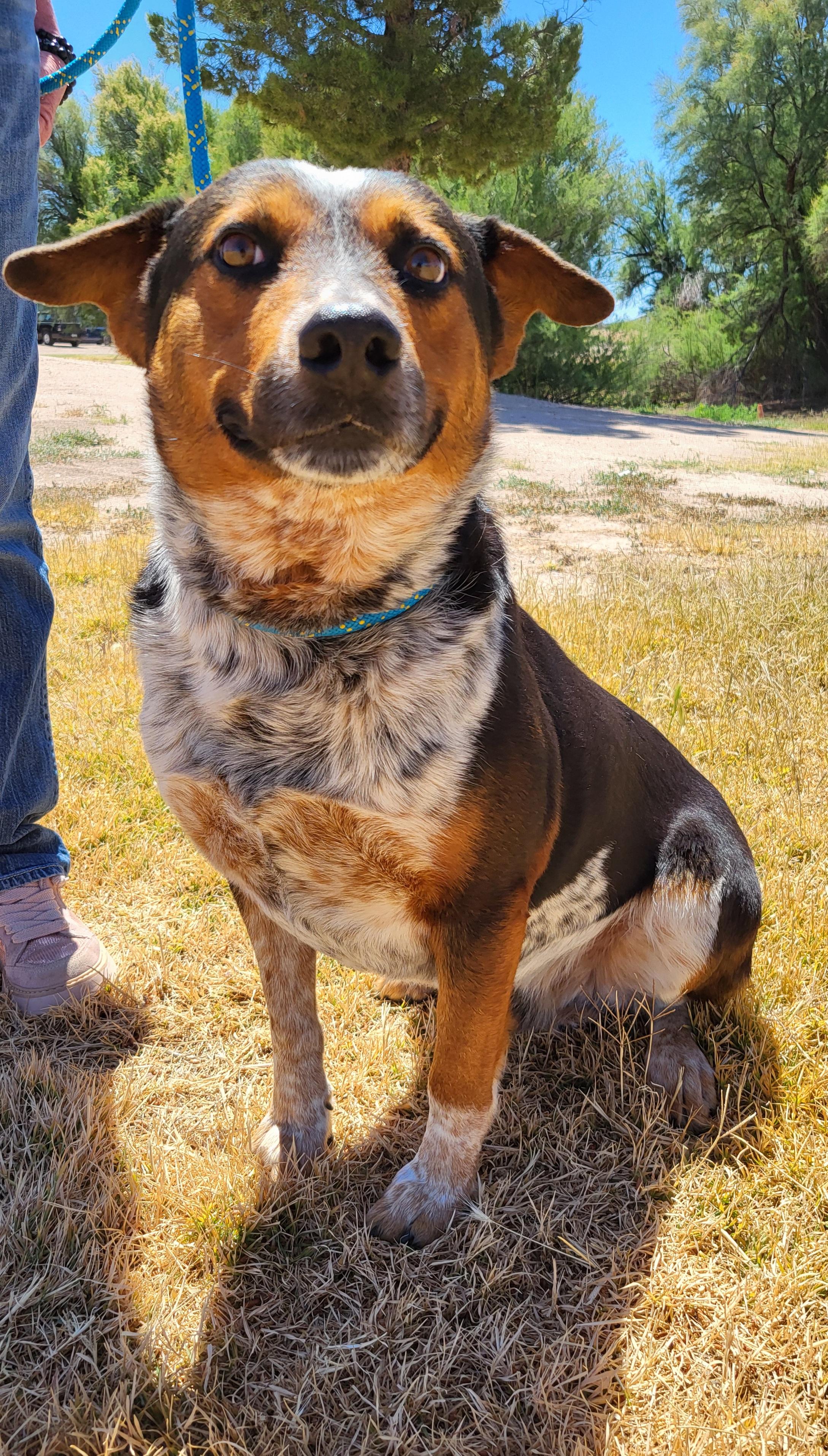 Snoopy, ADOPTABLE, Adult Male Australian Cattle Dog / Blue Heeler.