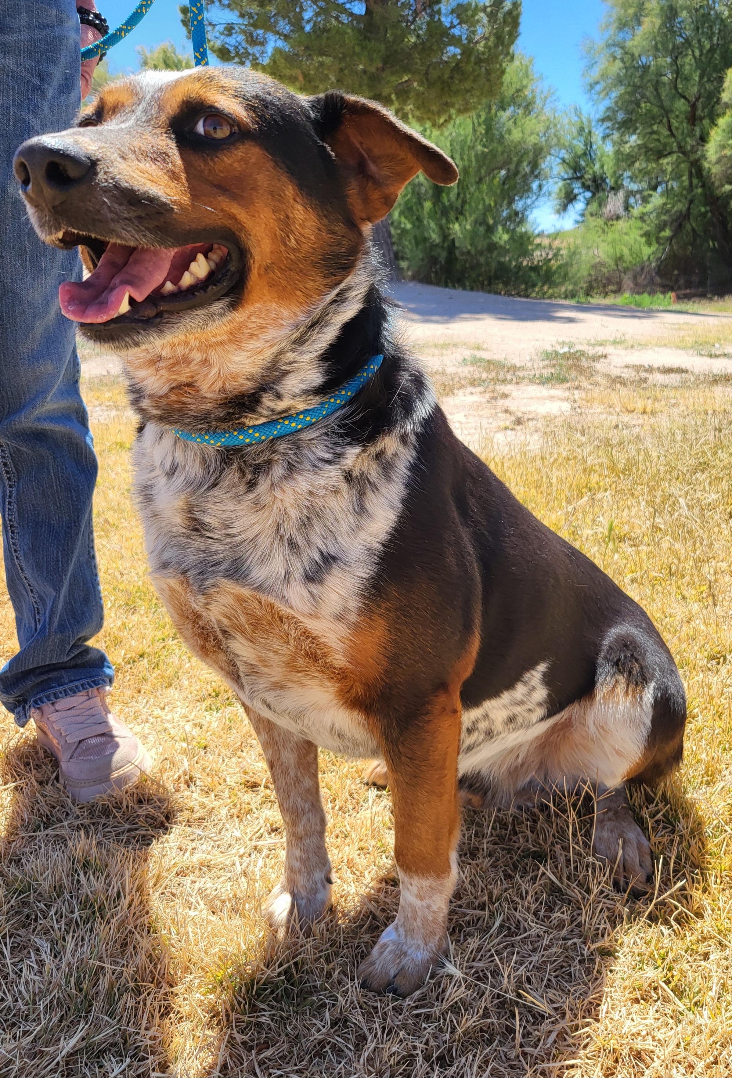Enlarge Snoopy, a ADOPTABLE Australian Cattle Dog / Blue Heeler in Benson, AZ image 2/2