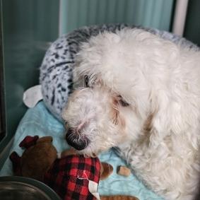 Pebbles, Adoptable, Senior Female Mixed Breed.