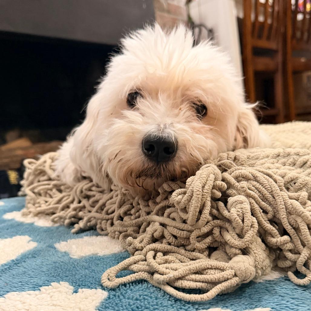 Enlarge Pebbles, a Adoptable Mixed Breed in New Fairfield, CT image 2/6