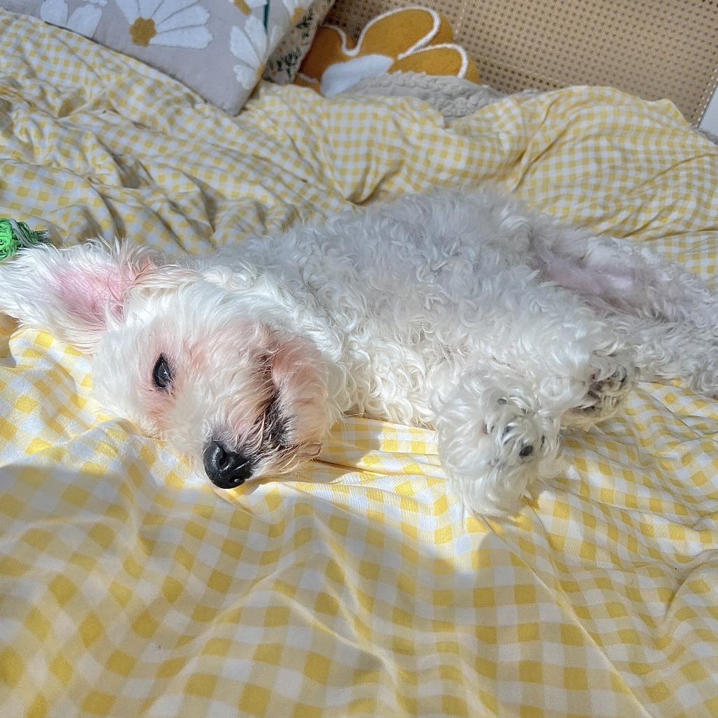 Enlarge Pebbles, a Adoptable Mixed Breed in New Fairfield, CT image 3/6