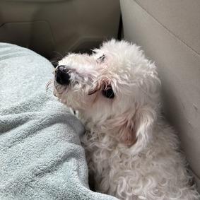 Enlarge Pebbles, a Adoptable Mixed Breed in New Fairfield, CT image 4/6