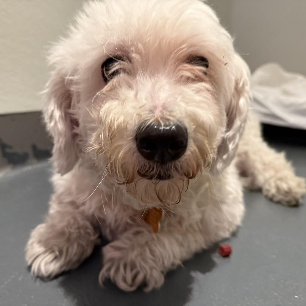 Enlarge Pebbles, a Adoptable Mixed Breed in New Fairfield, CT image 5/6