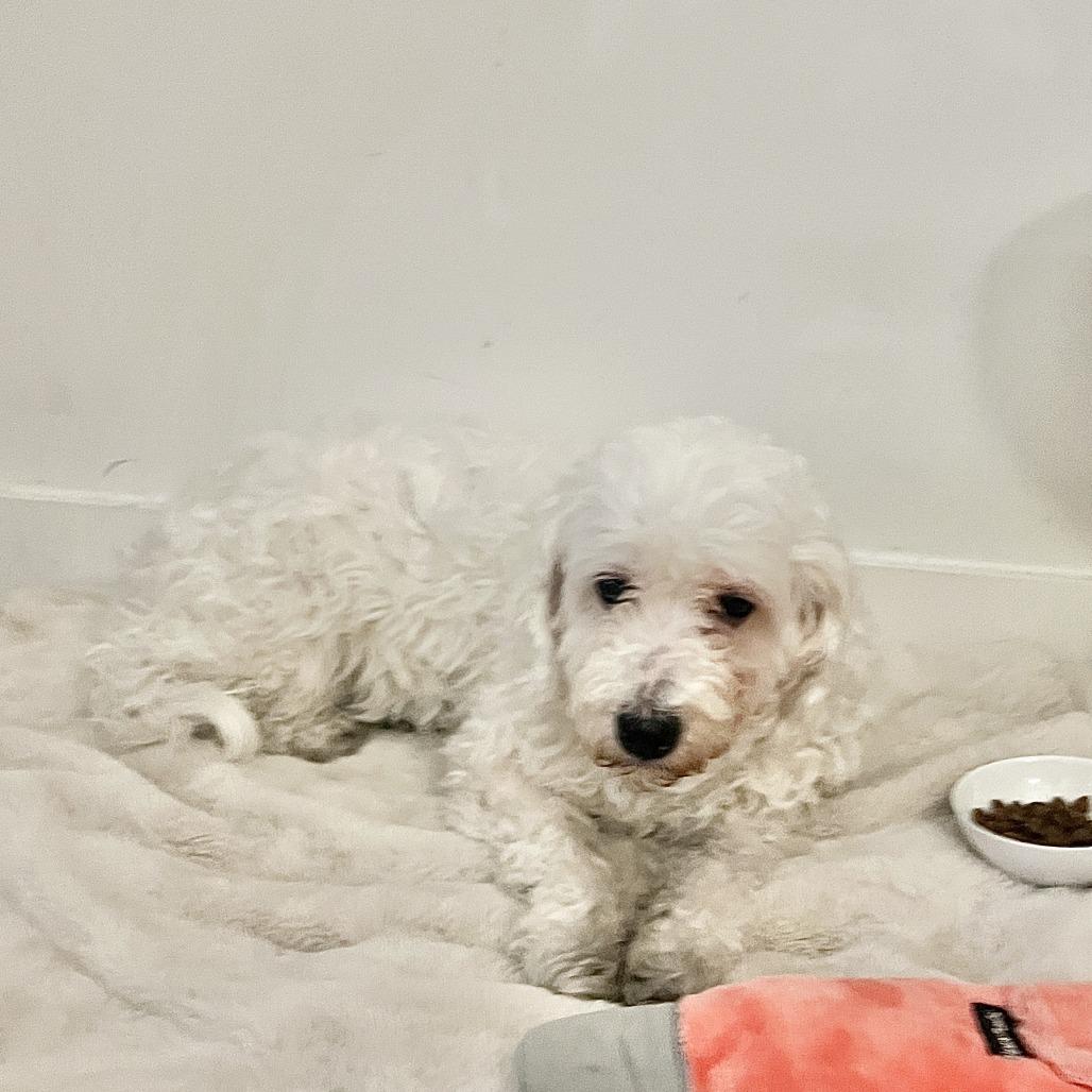 Enlarge Pebbles, a Adoptable Mixed Breed in New Fairfield, CT image 6/6