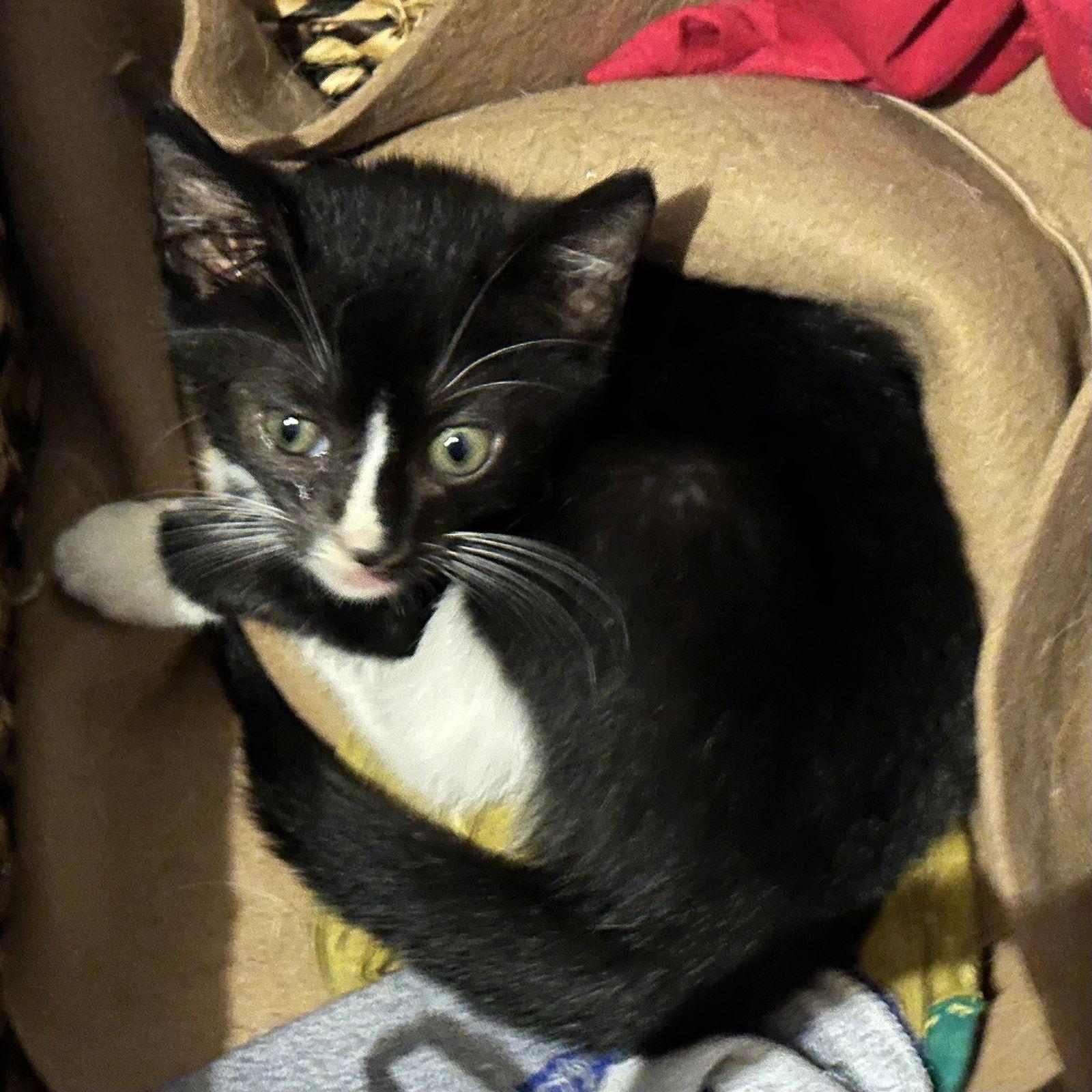 Harper, Adopted, Young Female Domestic Short Hair.