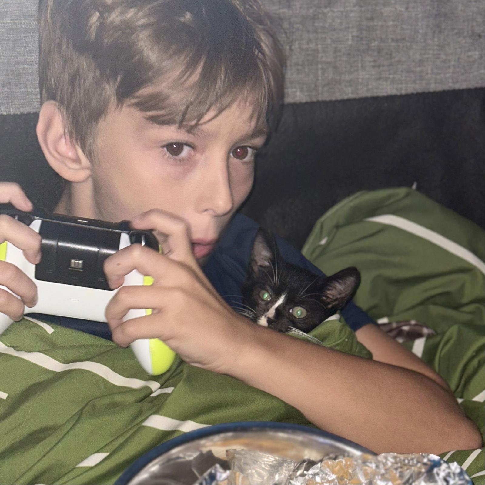 Enlarge Harper, a Adopted Domestic Short Hair in Tampa, FL image 2/2