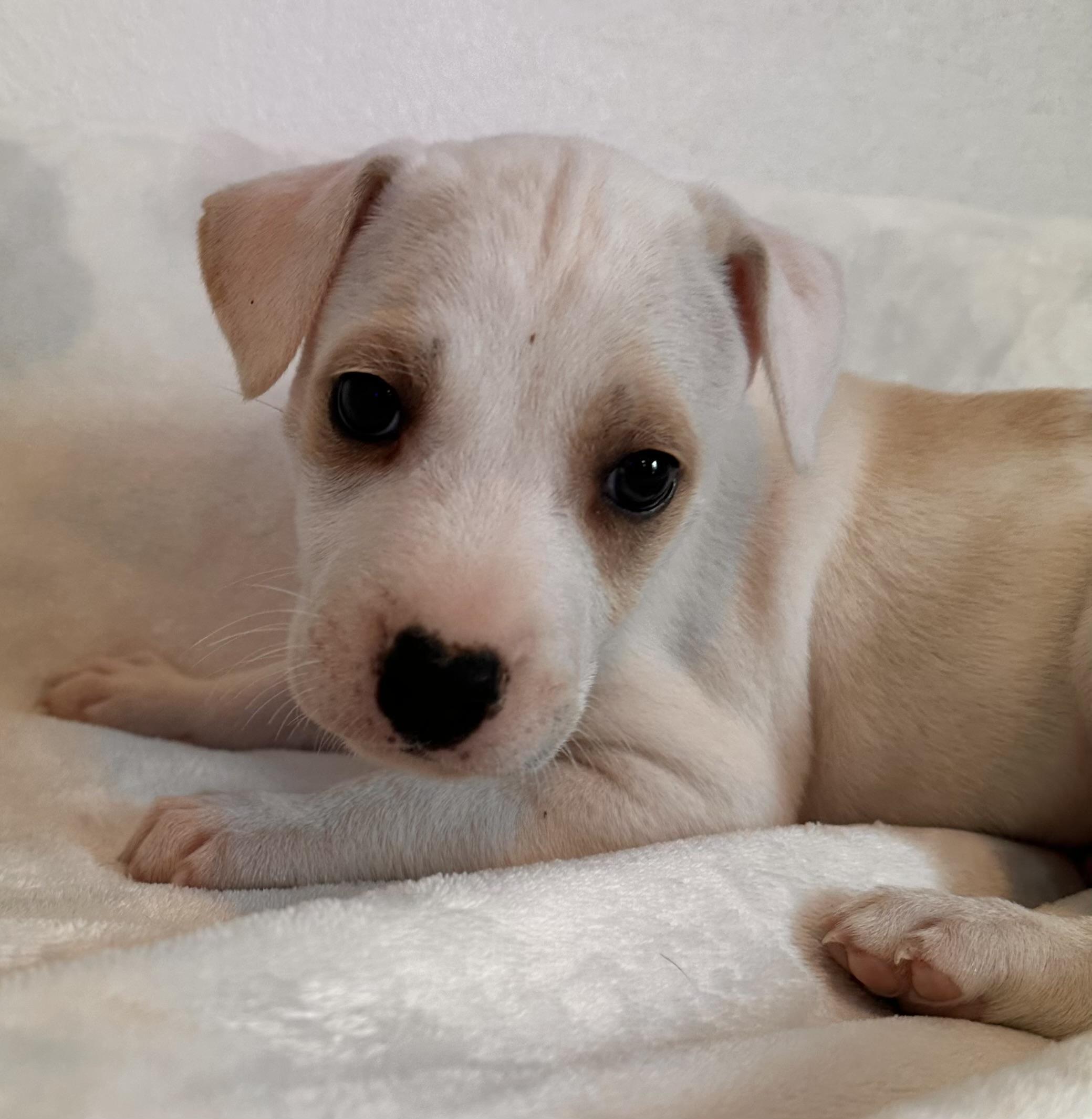 Pierre - The Itty Bitty Pittie, an adoption pending mixed breed in HAMPTON, NH image 1/3