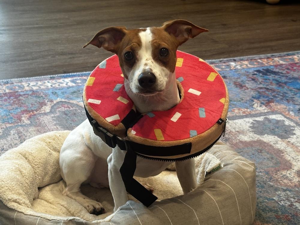 Enlarge Chester, a Adoptable mixed breed in Mundelein, IL image 1/6