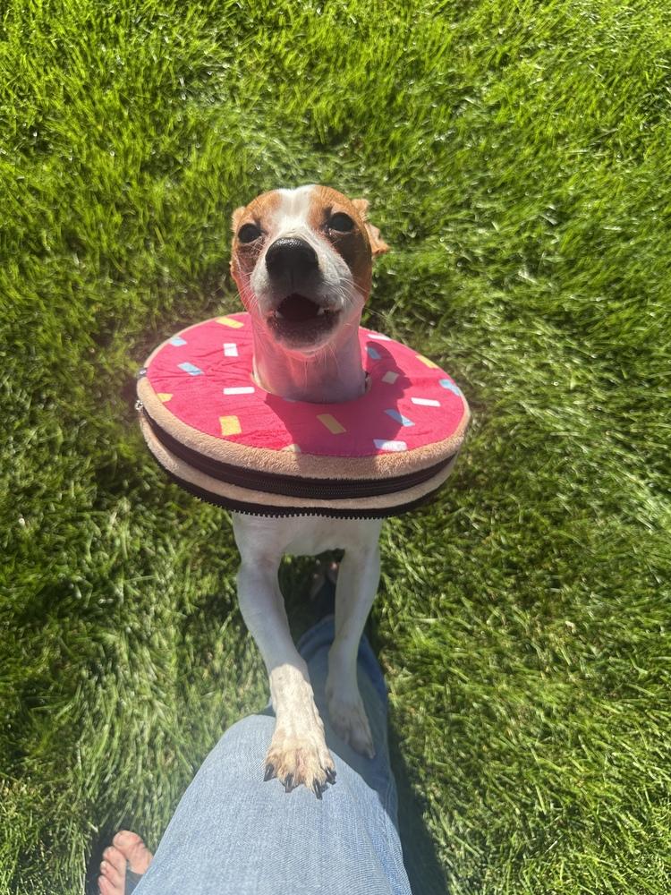 Enlarge Chester, a Adoptable mixed breed in Mundelein, IL image 2/6