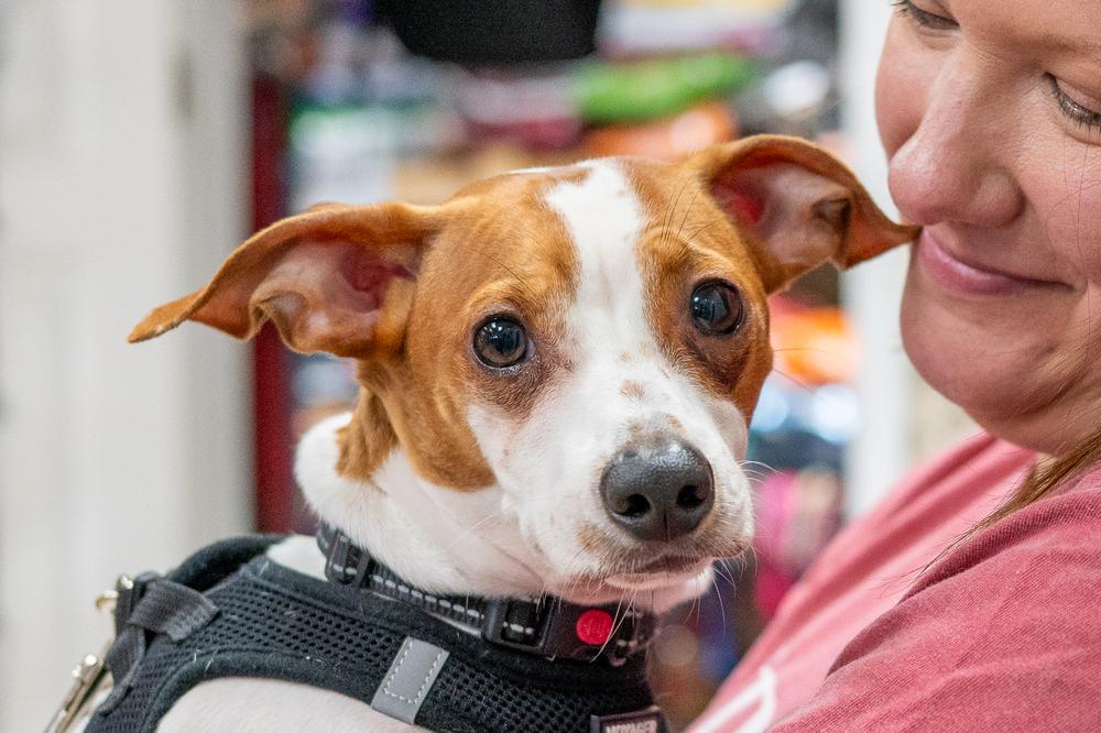 Enlarge Chester, a Adoptable mixed breed in Mundelein, IL image 3/6