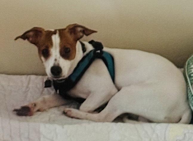 Enlarge Chester, a Adoptable mixed breed in Mundelein, IL image 4/6