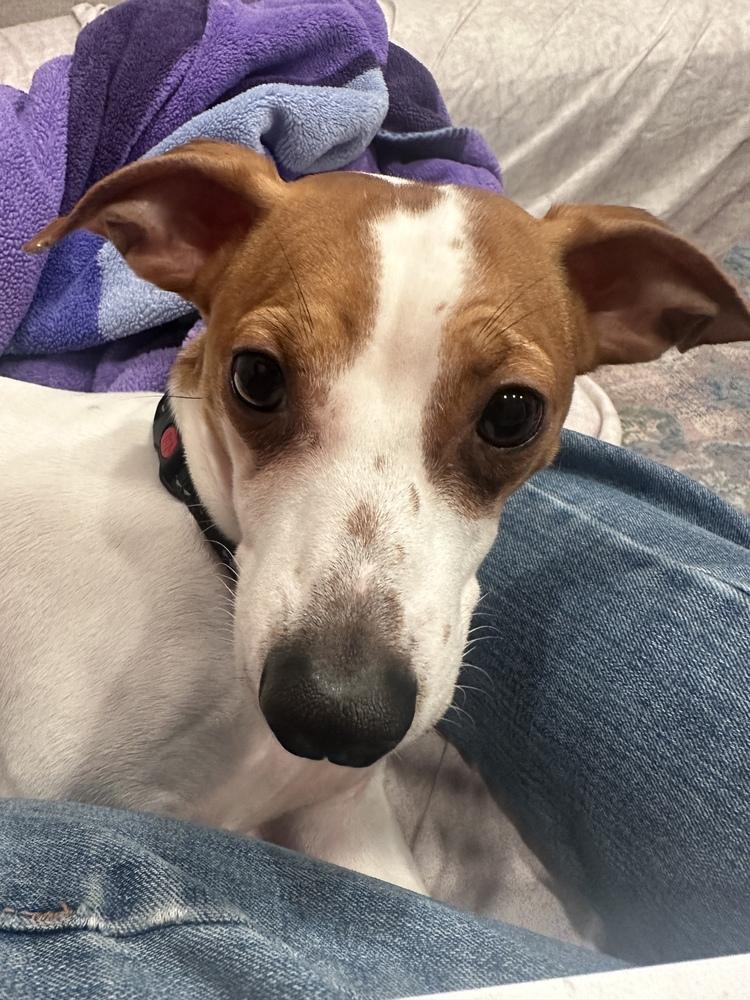 Enlarge Chester, a Adoptable mixed breed in Mundelein, IL image 5/6