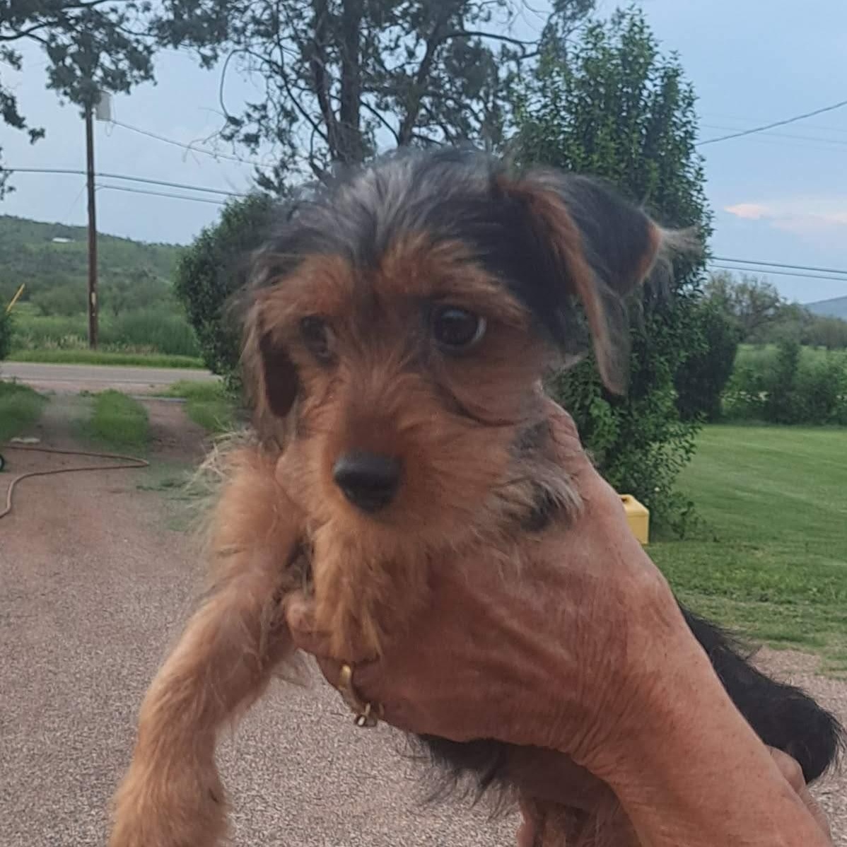 Lainey, Adoptable, Puppy Female Yorkshire Terrier.