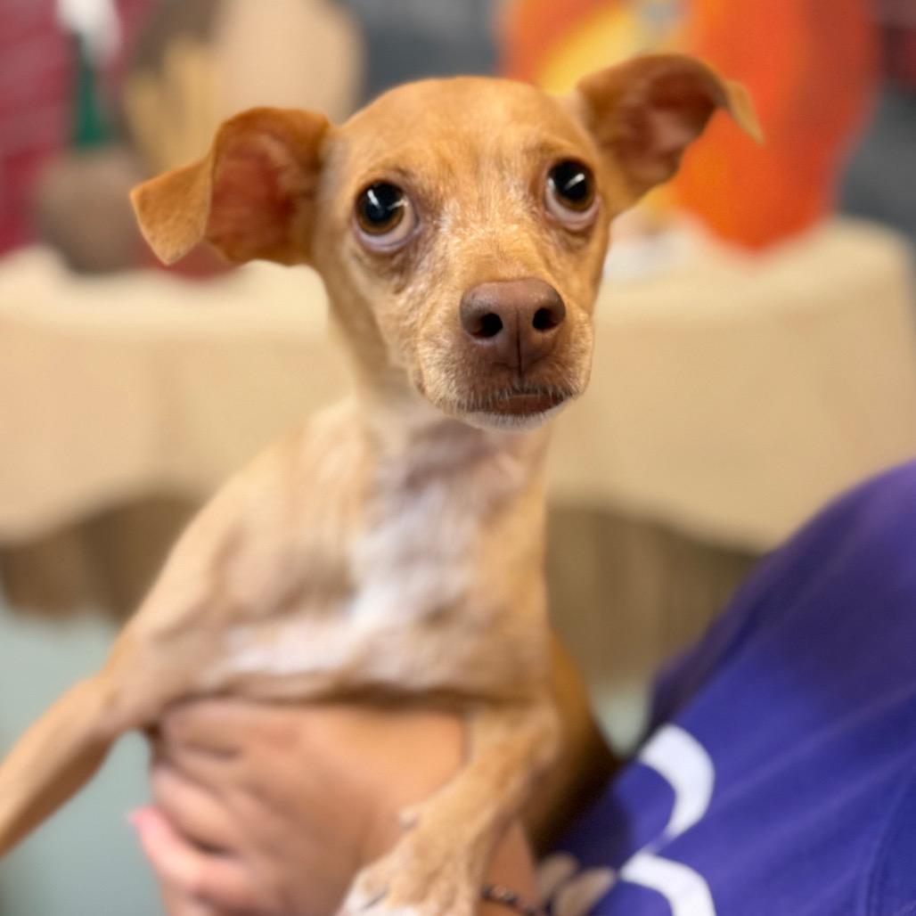 Star, Adoptable, Adult Female Chihuahua & Mixed Breed.