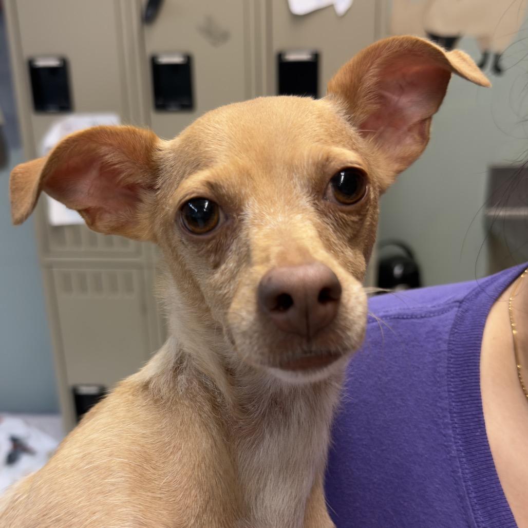 Enlarge Star, a Adoptable mixed breed in Fresno, CA image 2/2