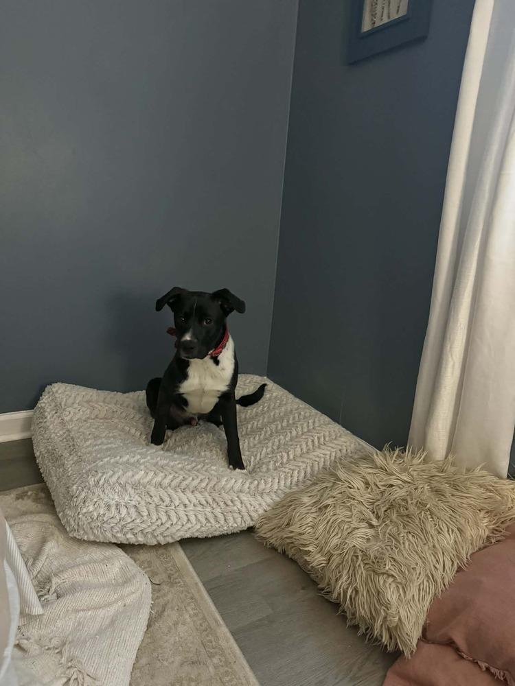 Prince, Adoptable, Puppy Male Labrador Retriever.