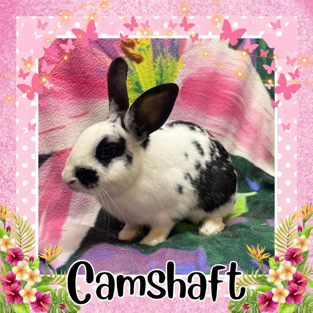 Enlarge Camshaft, a Adoptable English Spot in Elizabethtown, KY image 1/2