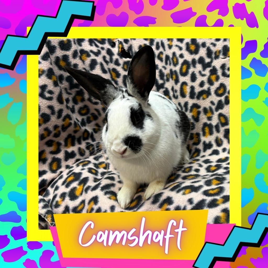 Enlarge Camshaft, a Adoptable English Spot in Elizabethtown, KY image 2/2