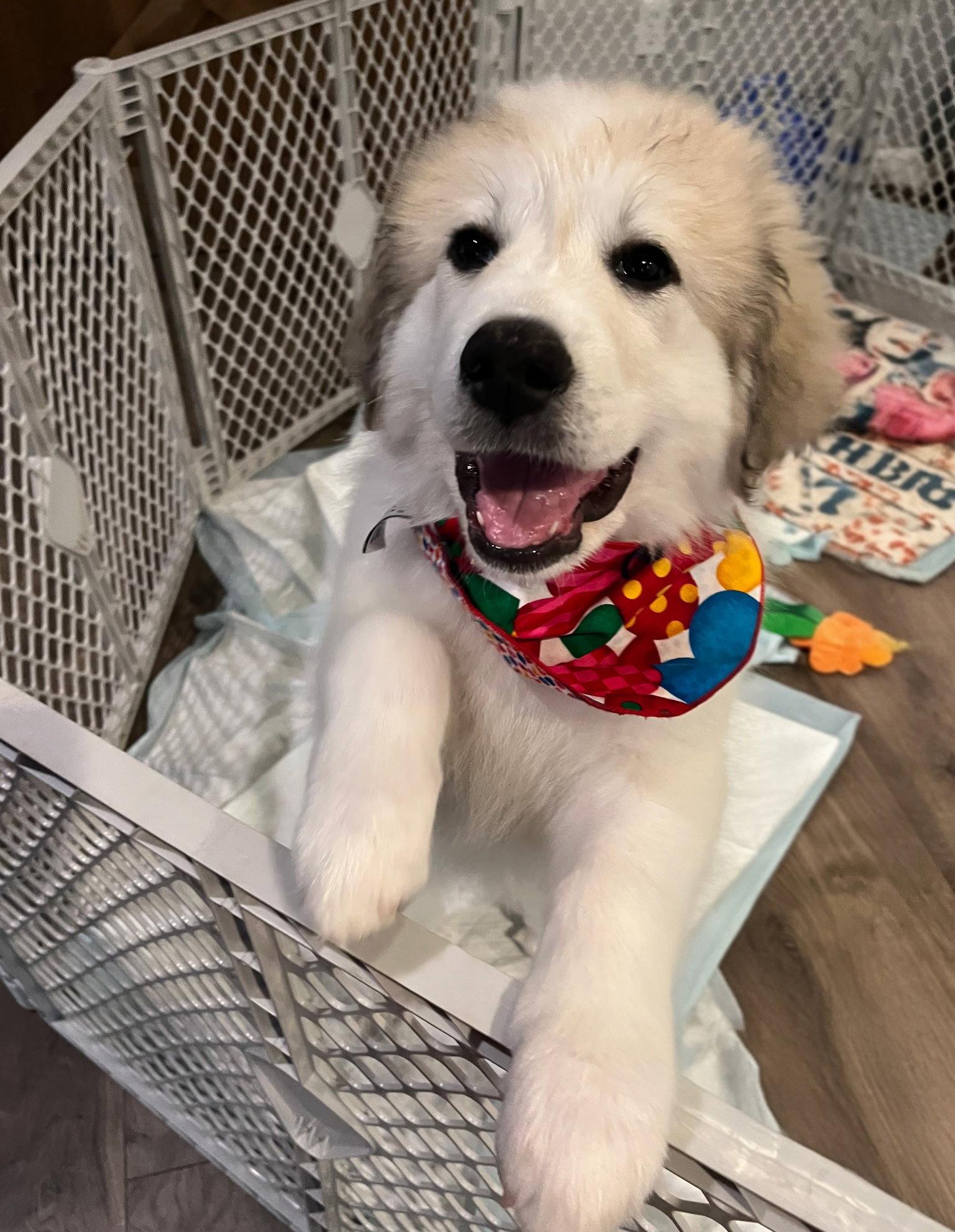 Merida, a Adoptable Great Pyrenees in Croydon, NH image 1/3