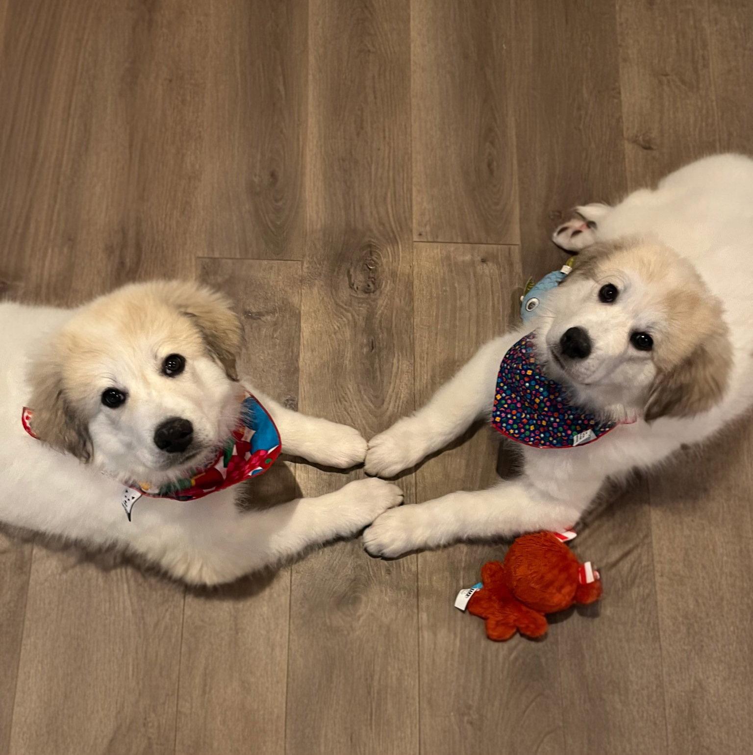 Merida, a Adoptable Great Pyrenees in Croydon, NH image 2/3