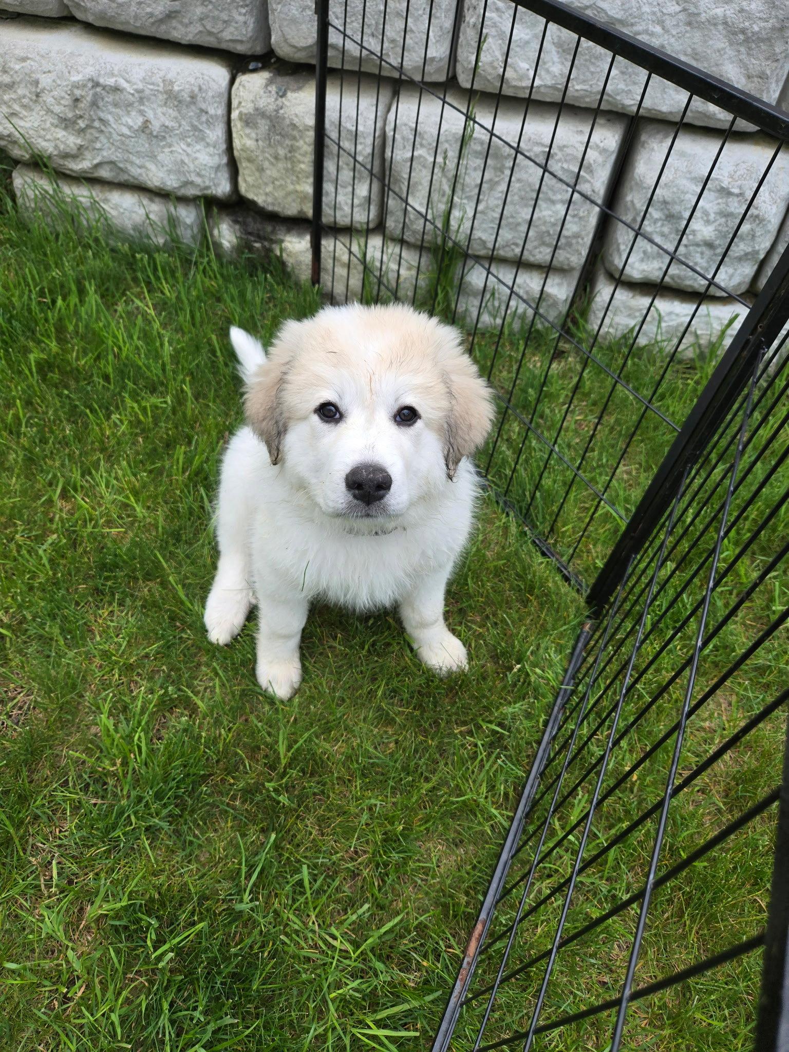 Merida, a Adoptable Great Pyrenees in Croydon, NH image 3/3