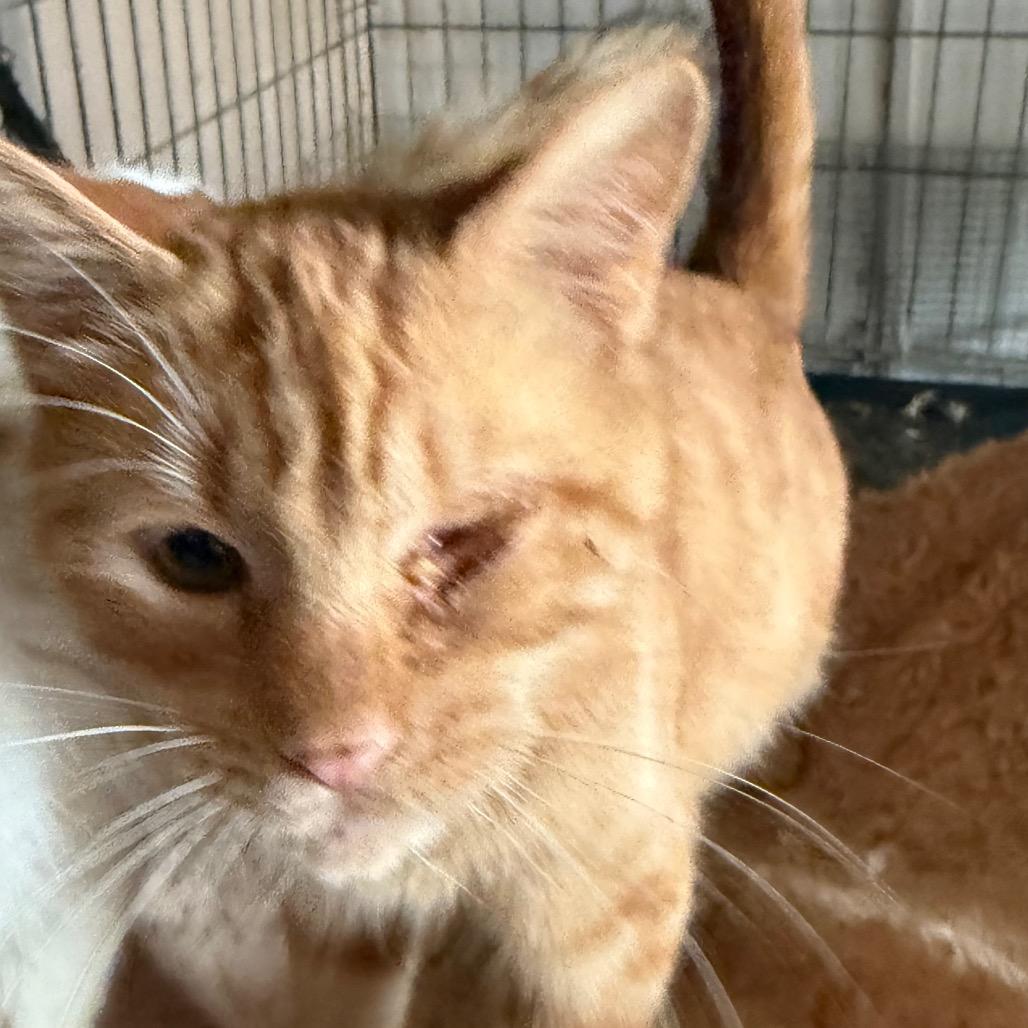 Enlarge Hale, a Adoptable Domestic Short Hair in Granby, MO image 1/1