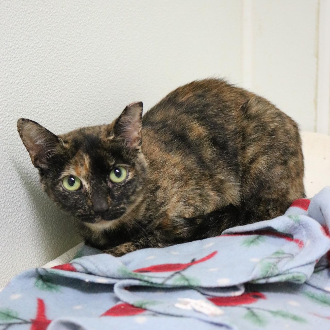 Enlarge Waffle, a Adoptable Tortoiseshell in La Grande, OR image 1/1