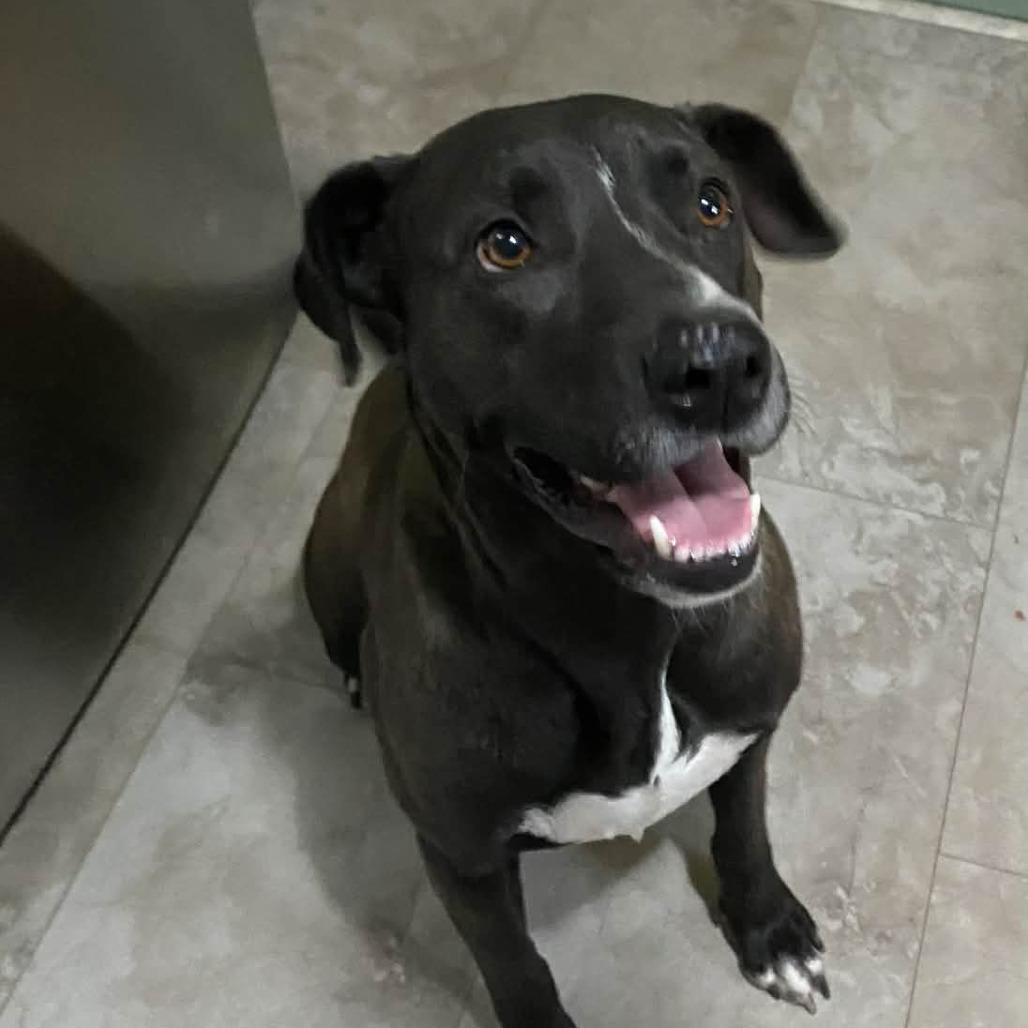 Enlarge Francine, a Adoptable Black Labrador Retriever in Parrish, AL image 1/2