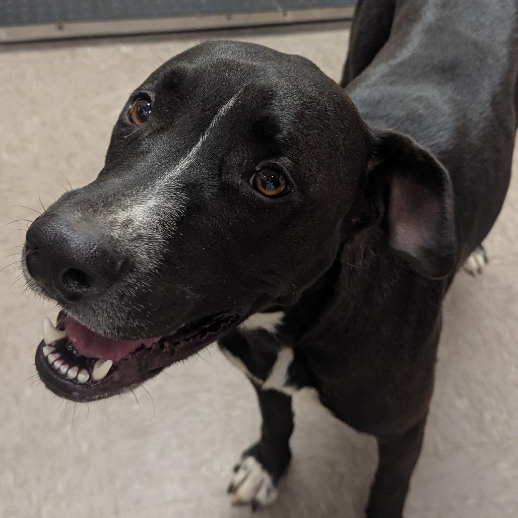 Francine, Adoptable, Adult Female Black Labrador Retriever.