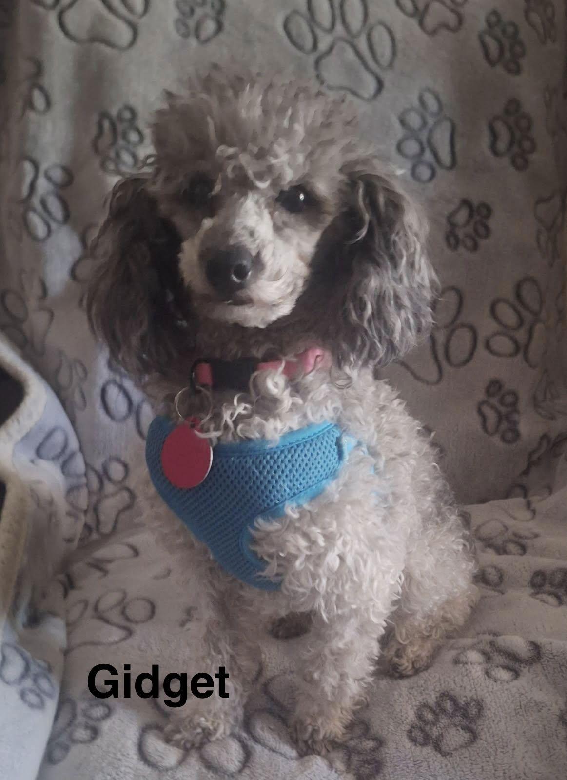 Gidget, Adoptable, Adult Female Poodle.