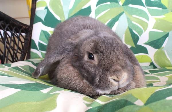 Enlarge Meredith, a ADOPTABLE Lop Eared in Hillside, NJ image 3/3