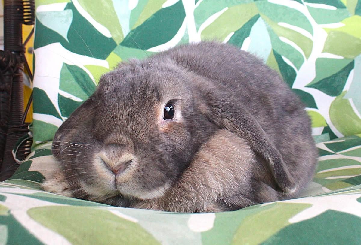 Meredith, ADOPTABLE, Adult Female Lop Eared.
