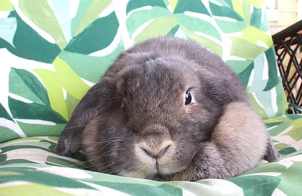 Enlarge Meredith, a ADOPTABLE Lop Eared in Hillside, NJ image 2/3
