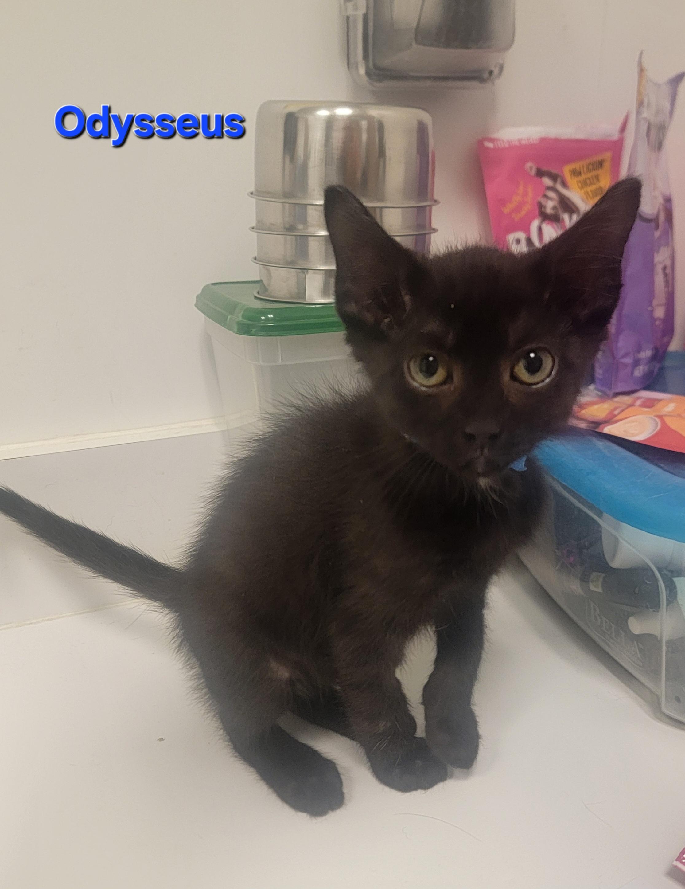 Odysseus