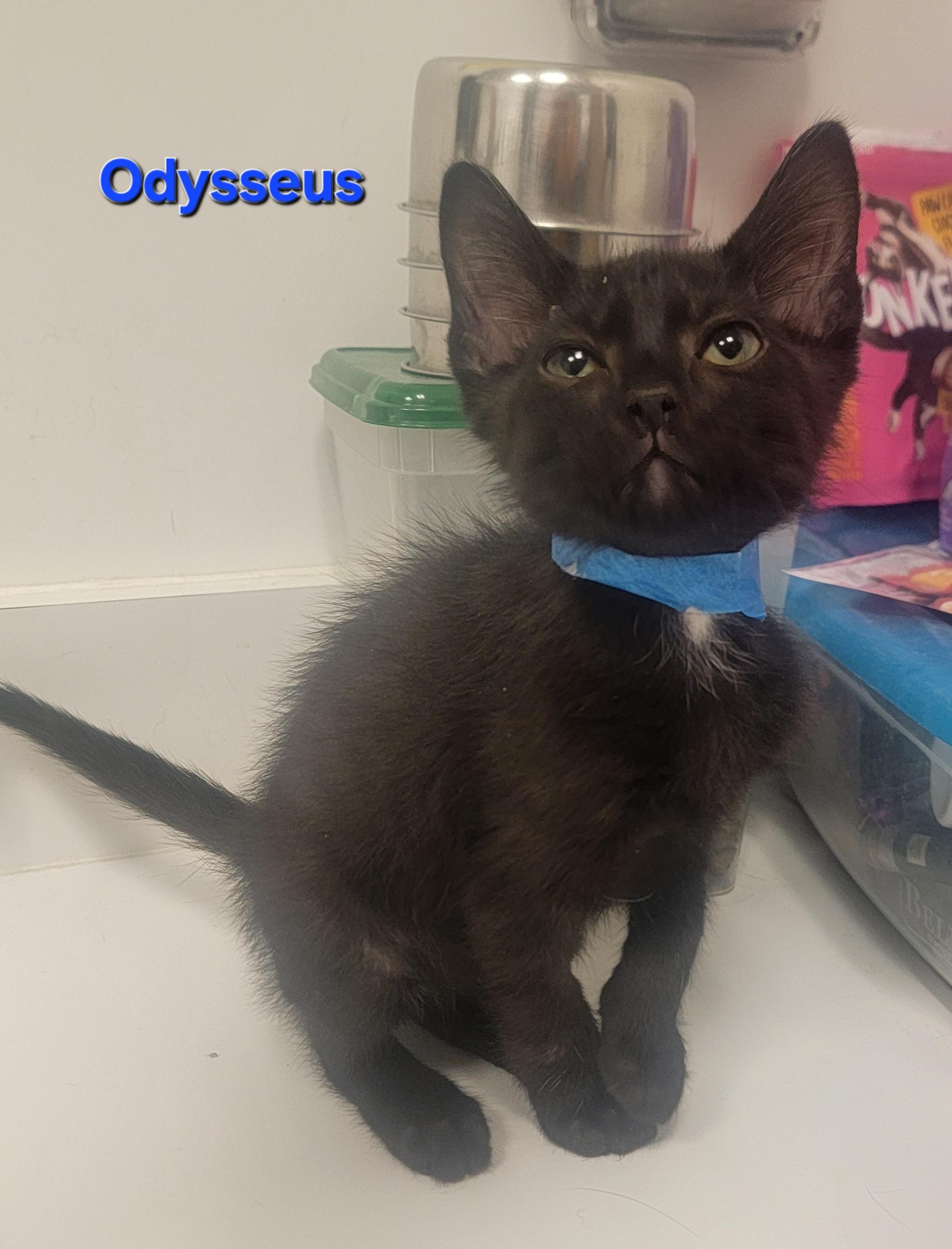 Odysseus