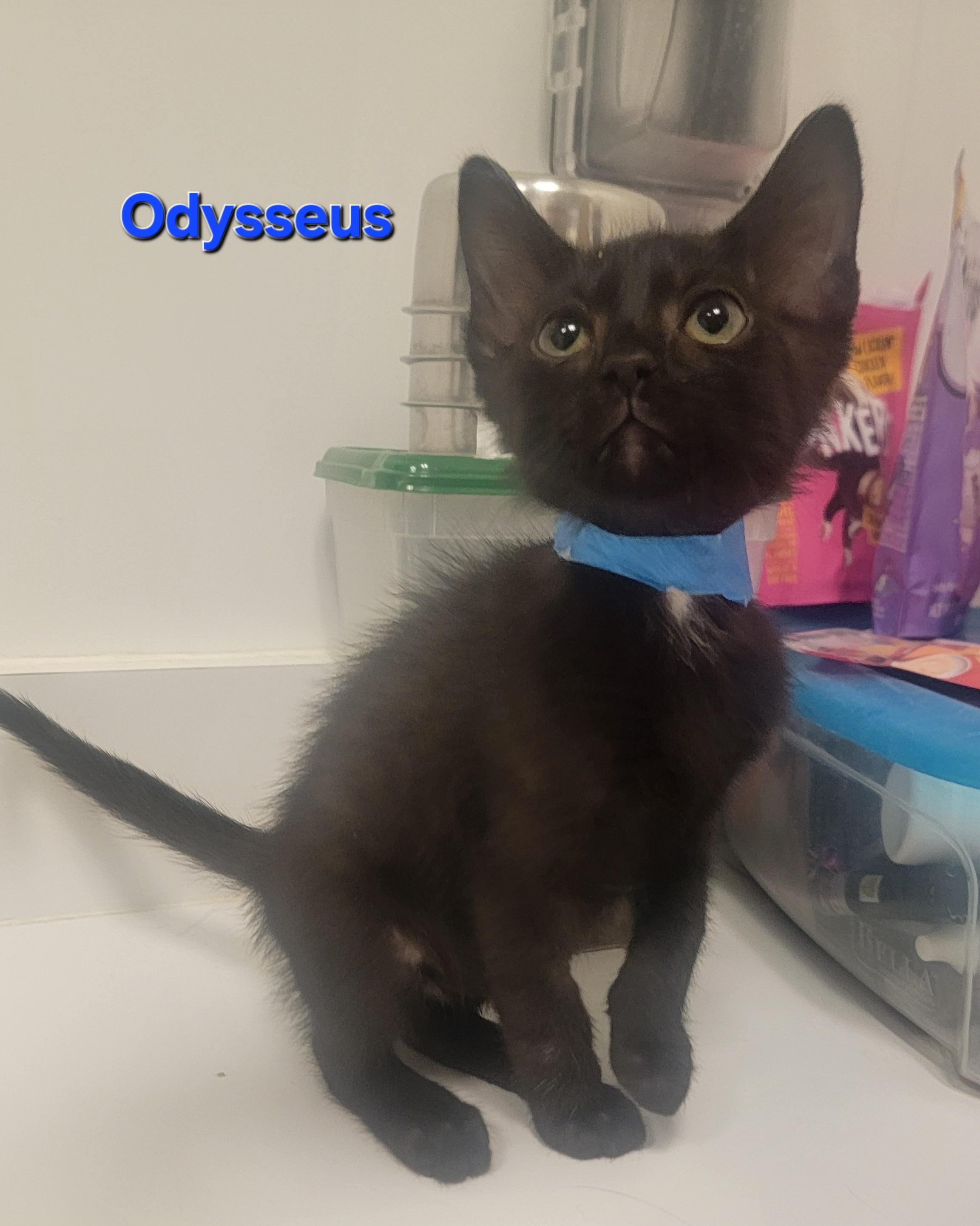 Odysseus