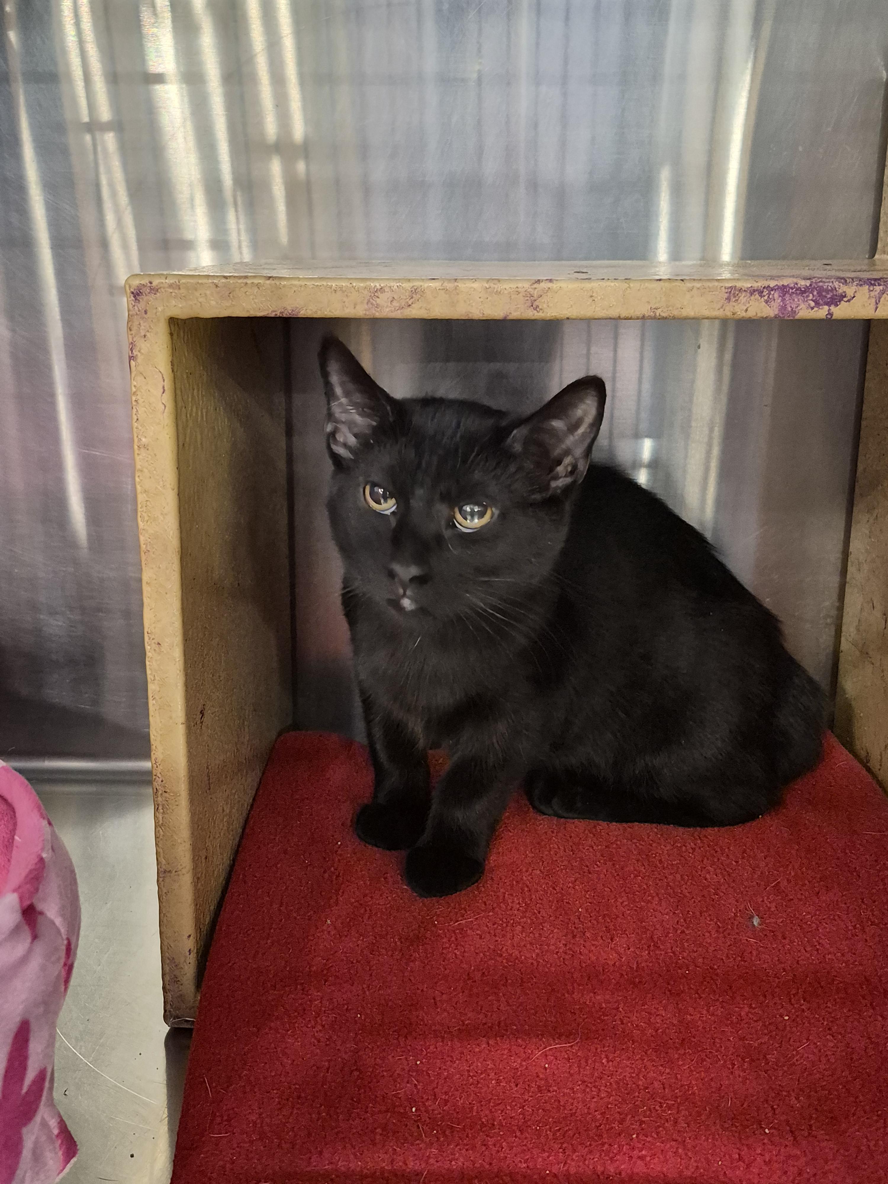 Odysseus, Adoptable, Kitten Male Domestic Short Hair.
