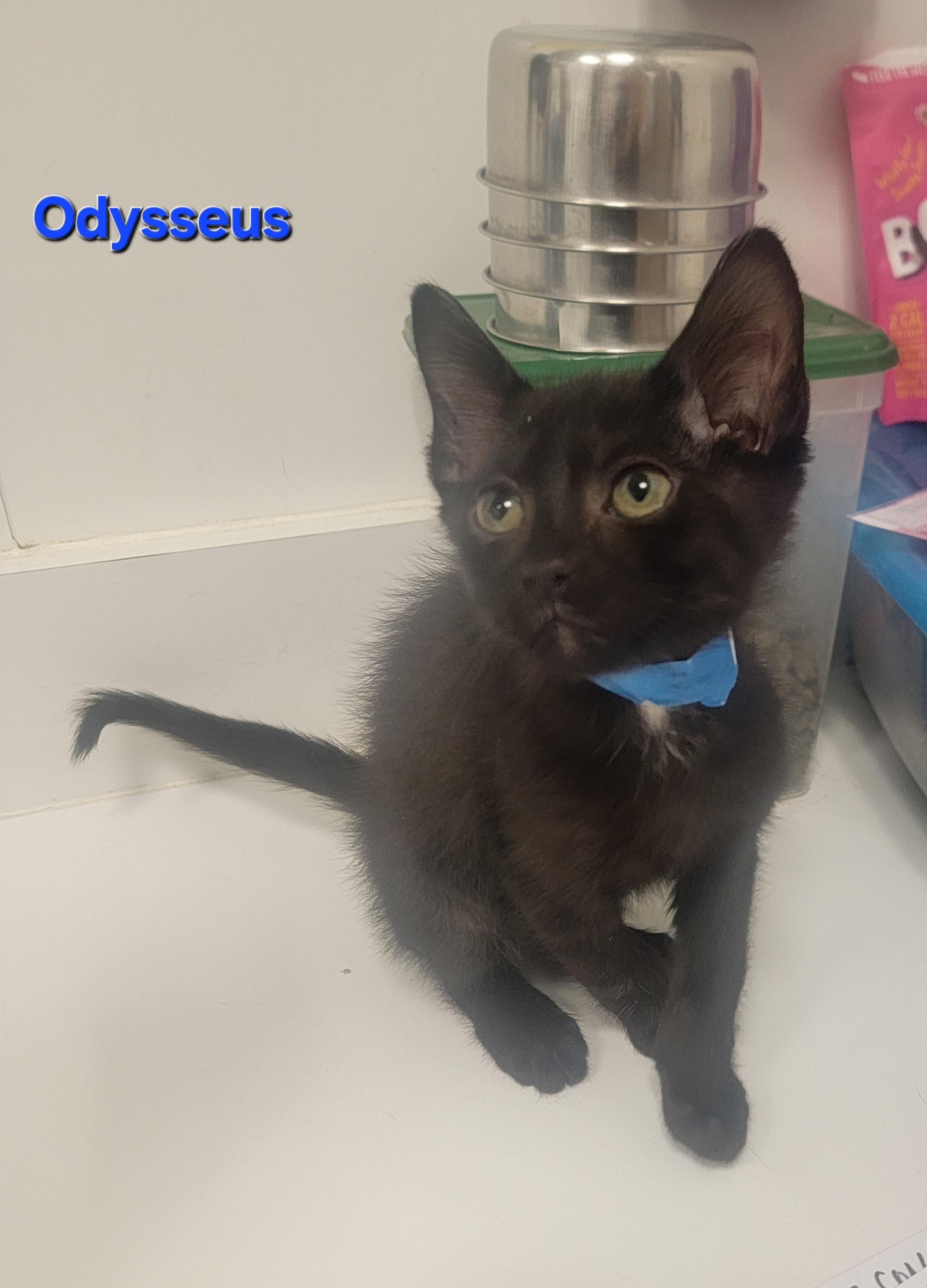 Odysseus, a Adoptable Domestic Short Hair in Blue Springs, MO image 2/3